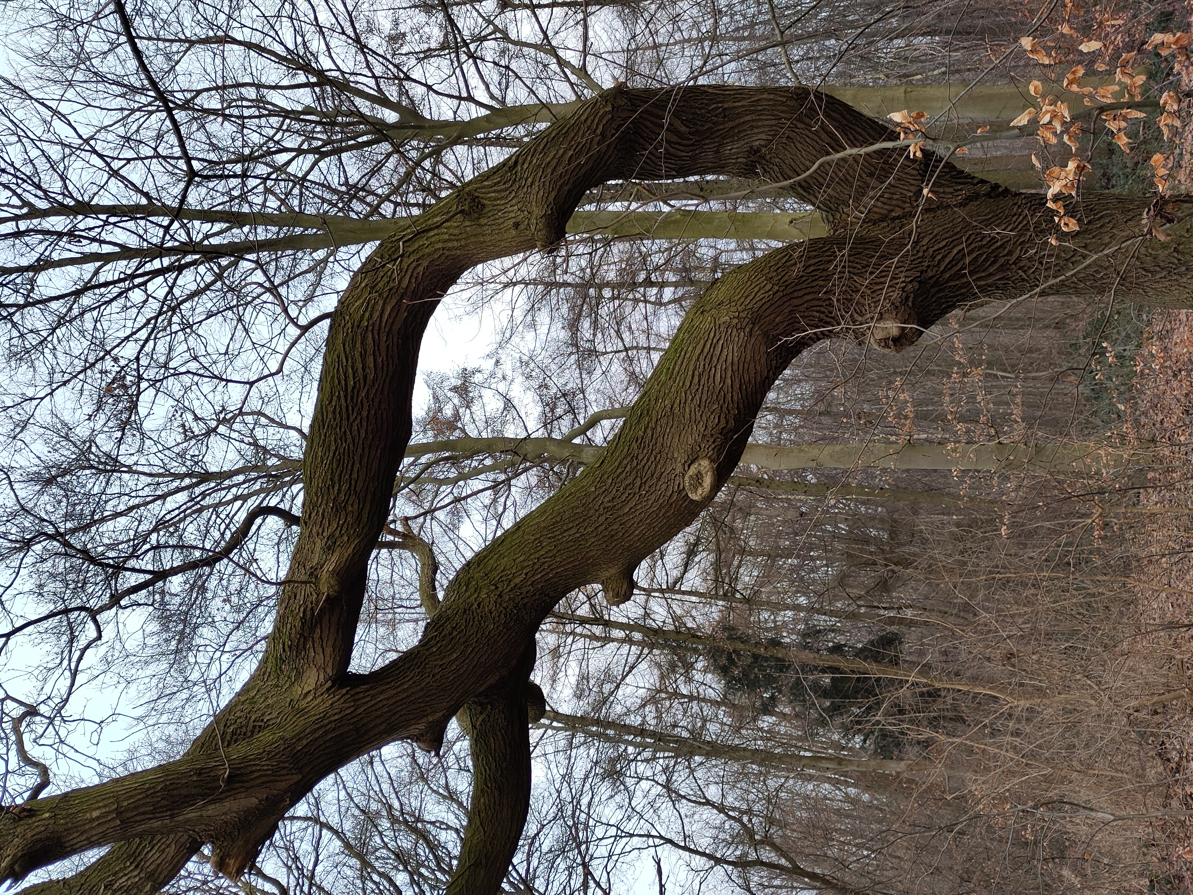 krumme Baumstämme im Wald